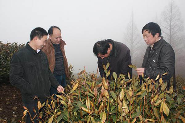 六百里茶園受災視察.jpg
